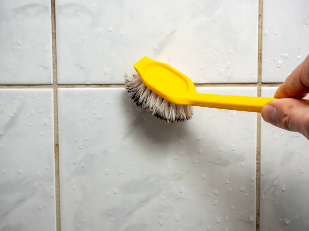 Trusted Portland, MI Mold Removal Experts