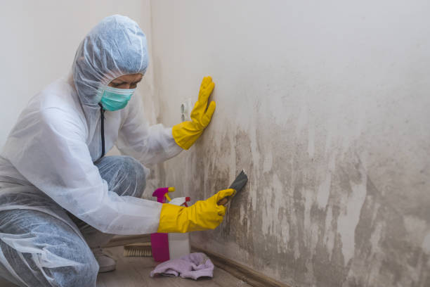 Best Professional Mold Removal  in Portland, MI