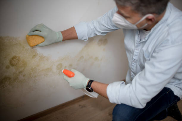 Reliable Portland, MI Mold Removal Solutions