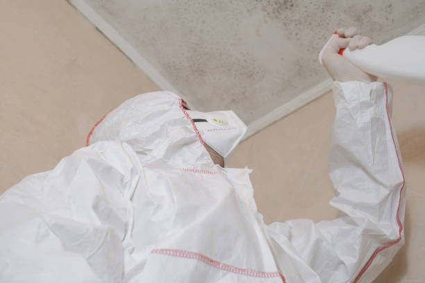 Office Mold Removal Services in Portland, MI