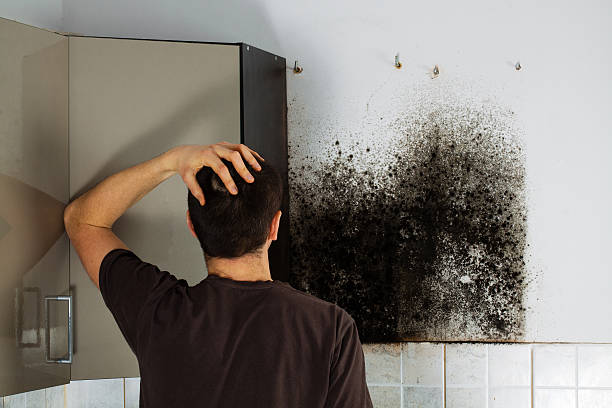 Best Black Mold Removal  in Portland, MI