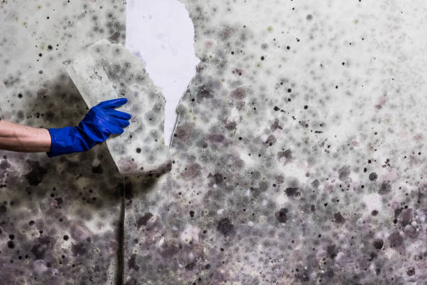 Best Local Mold Removal Service  in Portland, MI