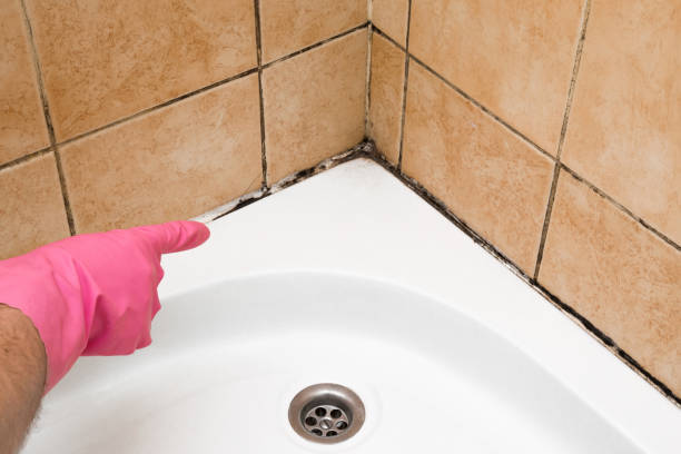 Attic Mold Removal in Portland, MI