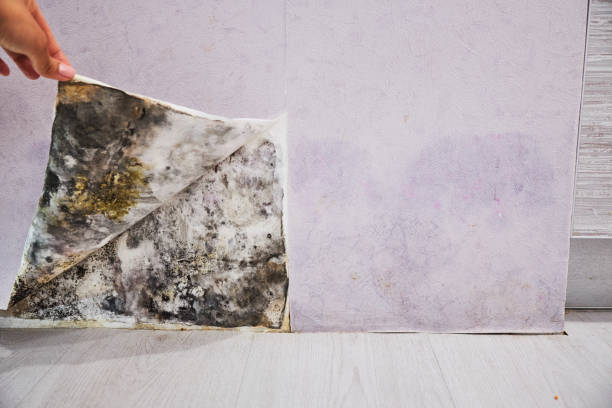 Best Mold Testing  in Portland, MI